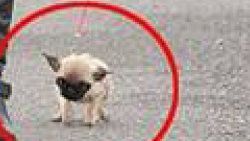 Dünyanın en küçük köpeği