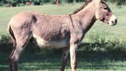 Eşekle aynı yatakta basıldı