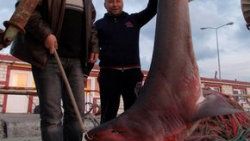 Marmara'da Jaws paniği