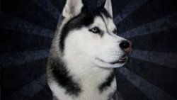 Husky yeni doğmuş bebeği parçaladı