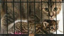Kedi vaşak doğurdu