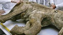 Mamut klonlamasına Rusya engeli