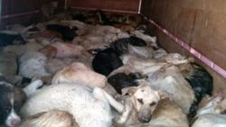 Denizli'de onlarca köpek ölü halde bulundu