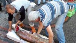 Baraj gölünde 2 metrelik balık