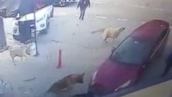 Otomobil altında kalan köpeği sokak köpekleri kurtardı