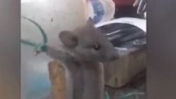 Hindistan'da lokantasına giren fareye işkence