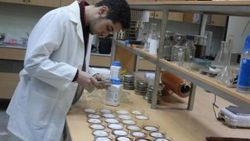 Fabrika atık suyundan tıbbi mantar