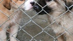 Petshoplar'da artık sadece balık ve kuş satılacak