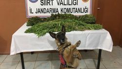 Siirt'te uyuşturucu operasyonu