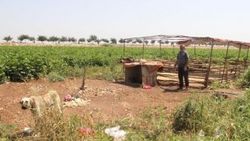 Kurban Bayramı'nda satacağı 14 koyunu çalındı