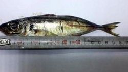 Şifa için canlı balık yutan yaşlı kadın hayatını kaybetti