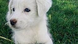 Cins bir köpeği çalıp yerine başka yavru bıraktılar