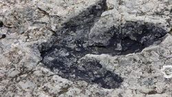 Güney Kore'de dünyanın en küçük dinozor ayak izleri bulun