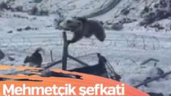 Aç ayı askeri üs bölgesine girdi Mehmetçik doyurdu
