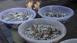 Balık sezonu bir türlü açılamıyor