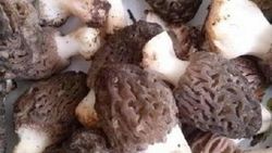 Kuzugöbeği mantarının kilosu bin liradan alıcı buluyor