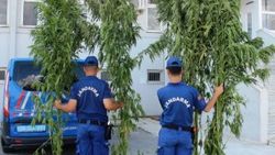 Aydın'da 4 metrelik kenevirler bulundu