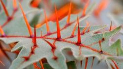 Porcupine domatesi nedir