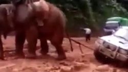 Çamura saplanan kamyoneti fil kurtardı
