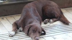 Köpek saldırısına uğrayan adam tedaviye alındı