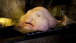 Blobfish nedir