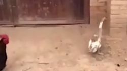 Ördek taklidi yapan horoz