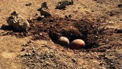 PKK futbol ve voleybol topuna bomba yerleştirdi