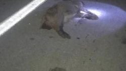 Otomobil domuz sürüsüne çarptı