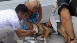 Bodrum'da çok sayıda kedi, köpek ve tavuk zehirlendi