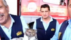 WC matik’e kafasını sıkıştıran minik kedi