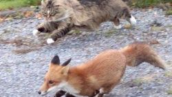 Kedi ile tilkinin nefes kesen kovalamacası