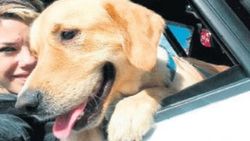 Otobüsün bagajına konulan köpek havasızlıktan öldü
