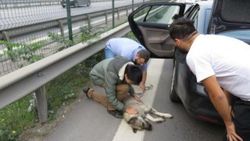 Köpeğine otomobil çarpan gencin gözyaşları
