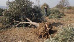 Zeytin ağaçlarını kesen firmaya para cezası verildi