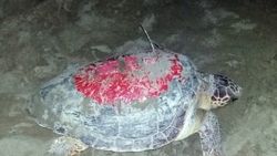 Uydu takip cihazı takılan 'Caretta Azra' geri döndü