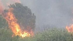 Foça'da yangın çıktı