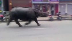 Nepal'de gergedan bakıcıların elinden kaçtı İZLE