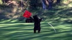 Golf sahasına ayı indi - İzle