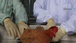 Almanya'da kuş gribi hızla yayılıyor