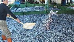 Karadeniz'de tekneler hamsi doldu