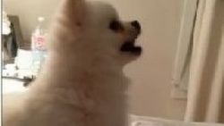 Sevimli köpeğin ilginç hapşırığı