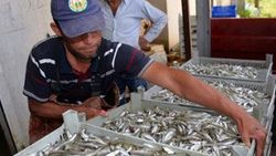 Denize kıyısı olmayan ilçeden Avrupa'ya 300 ton balık