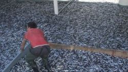 Bir gecede 500 ton hamsi avladılar