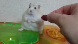 Sahibine trip atan hamster İZLE