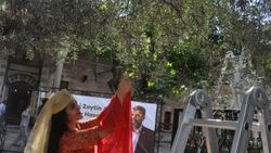 Hatay'da 13,5 asırlık ağaçtan zeytin hasadı