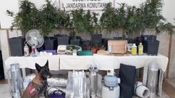Uyuşturucu üretmek için evini seraya çevirdi