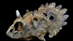 Kanada'da yeni tür dinozor fosili bulundu