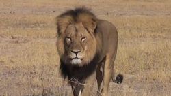 Afrika'nın ünlü aslanı Cecil'in katili bulundu