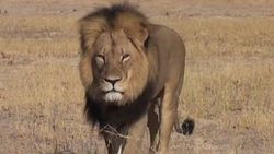 Afrika'nın en ünlü aslanı derisi yüzülmüş halde bulundu