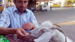 Köpek gibi eğittiği keçisi yanından hiç ayrılmıyor